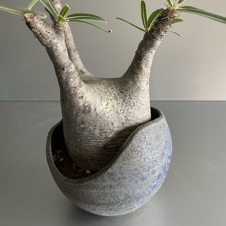 兜型 Gracilius  ×  Shell pot S「Ibushi Gin」 - 笠間焼 - C91