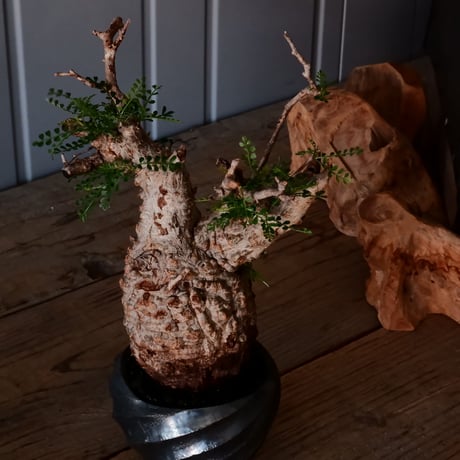 オペルクリカリア パキプス φ9.5cm［No.19］  × 沖誠 作「Spilal - 燻銀彩 - / round 」 3号 植木鉢 笠間焼