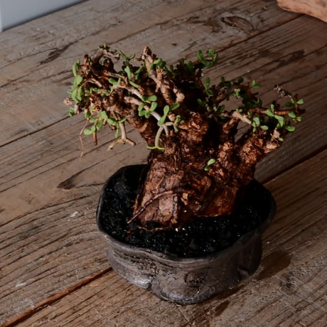 ケラリア ピグマエア［No.81］  × 沼野秀章 作品【  Black Wrap 】4号 植木鉢 笠間焼