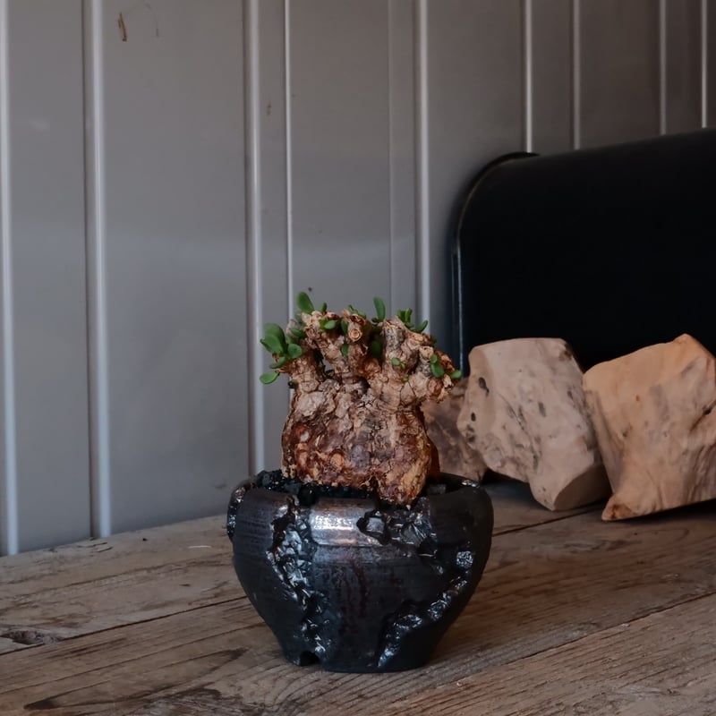 ケラリア ピグマエア［No.09］ × 松野然 【 ZEN 】3号 植木鉢 | Botan