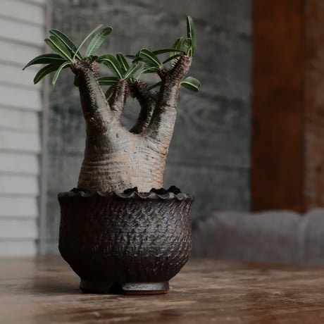 発根済 グラキリス  - 象牙宮 - size S［No.219］  ×  與那嶺大輔 作 「琉球飛び鉋」3号 植木鉢