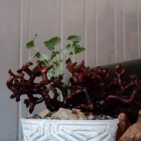 【低木】ペラルゴニウム ミラビレ［No.06］  ×   根本峻吾 作 S.N POT type.slim low「 月光ノ鐵」 6号 浅鉢 植木鉢