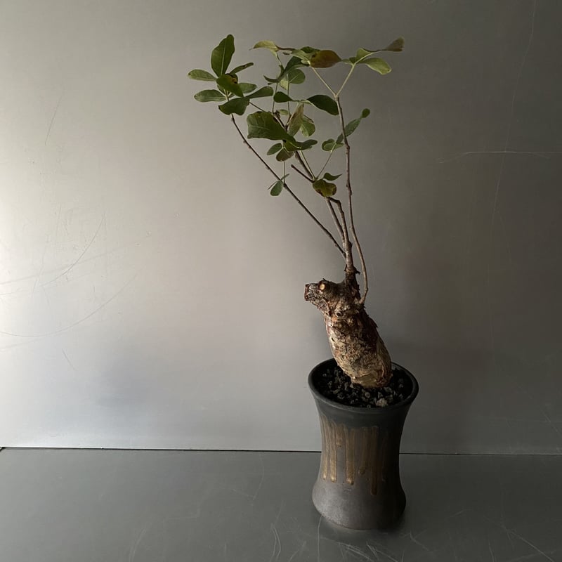 コミフォラ　オルビクラリス 発根済 コミフォラ オルビクラリス BCO-09 | Botanical Holic