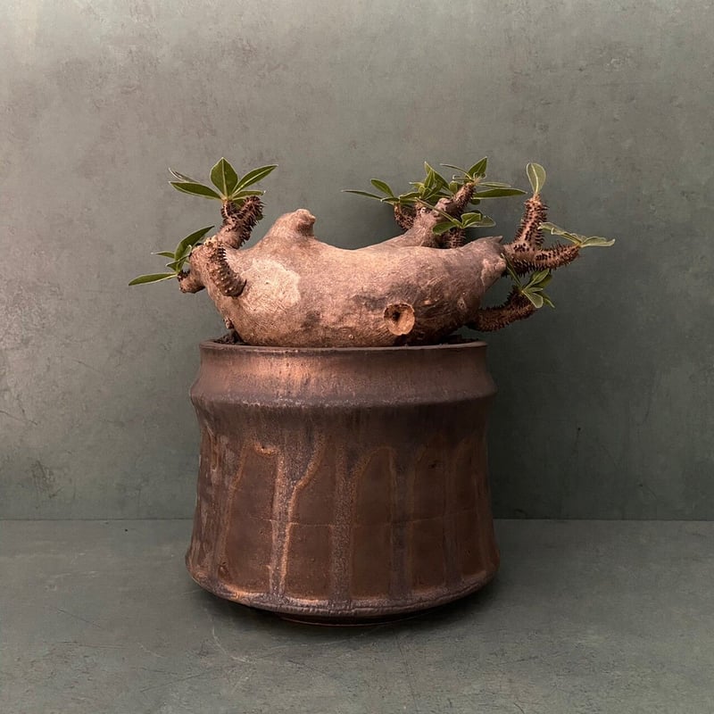 発根済 マカイエンセ BM-17 × S.N.Pot 