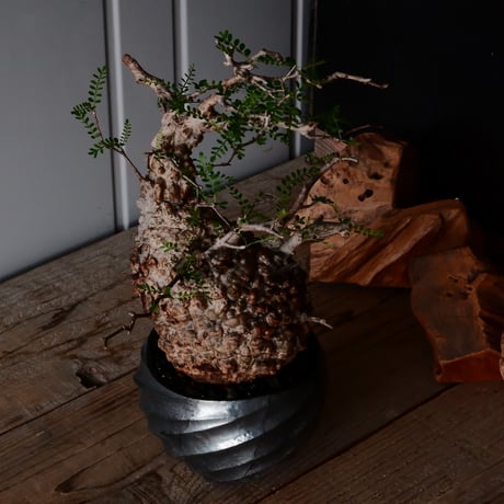 オペルクリカリア パキプス φ 14cm［No.33］  × 沖誠 作「Spilal - 燻銀彩 - / round 」 4号 植木鉢 笠間焼