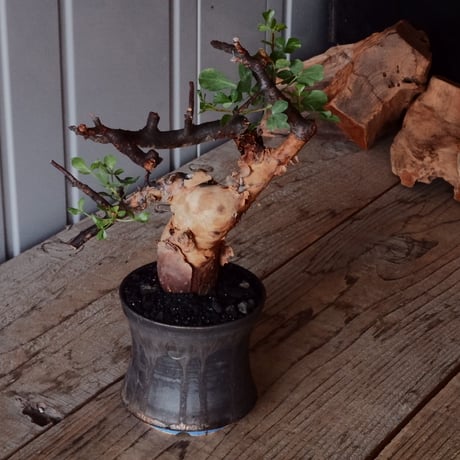 コミフォラ カタフ ピュア［No.02］  × 杉山悠 作 φ10.5cm 植木鉢 笠間焼