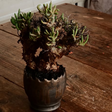 チレコドン レティキュラーツス 万物想［No.2］  ×   根本峻吾 作 S.N POT type.round「 黒焔  」3号 植木鉢 笠間焼