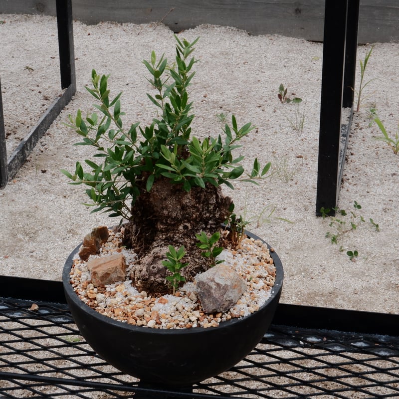 Old Olive 古木オリーブ［No.05］× 11号皿鉢(φ33cm) | Botanic
