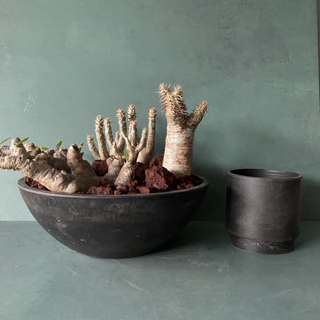 Big Madagascar Rock Garden - Red -［ No.8 ］