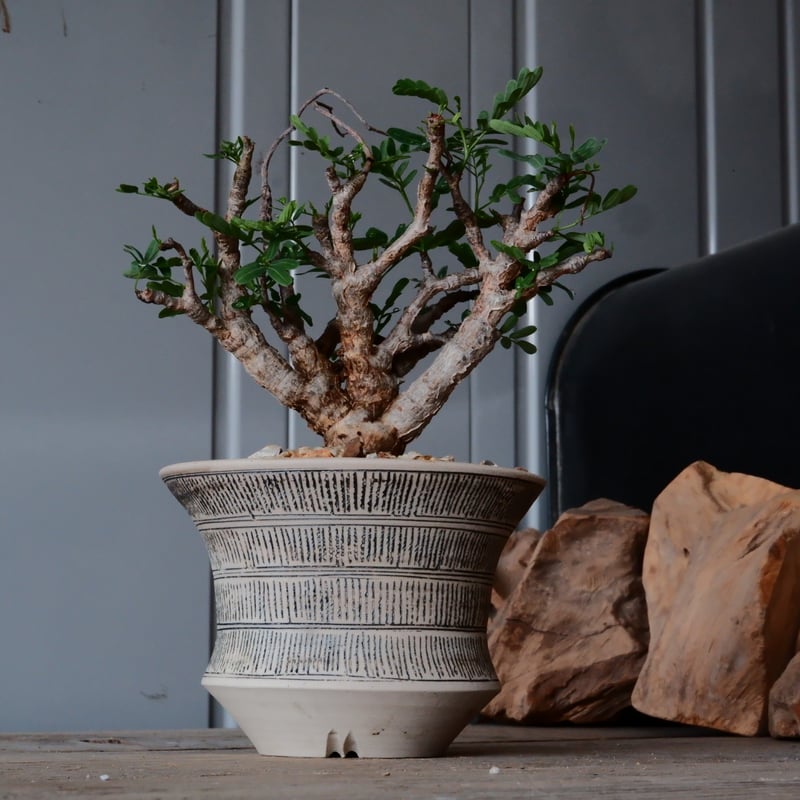 センナ メリディオナリス 現地株 発根済［No.30］ × 森田昌求 作