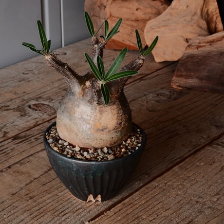 グラキリス φ8cm - 象牙宮 -［No.68］  ×   森田昌求 作 「 CLAW - M - 」 3.5号 植木鉢 笠間焼