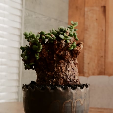 ケラリア ピグマエア［No.96］  ×   根本峻吾 作 S.N POT type.round「 鐡 - 黒焔 - 」4号 植木鉢 笠間焼