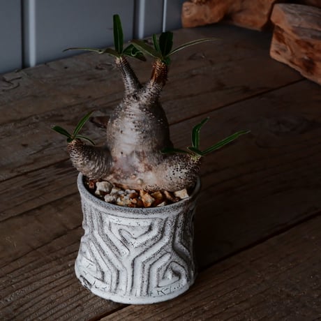 三頭 グラキリス φ8cm  - 象牙宮- ［No.33］  ×   根本峻吾 作 S.N POT type.slim「 月光ノ鐵」3号 植木鉢 笠間焼