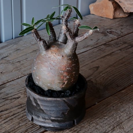グラキリス φ9.5cm - 象牙宮 - ［No.13］  ×   沼野秀章 作「 black wrap 」3号 植木鉢 笠間焼