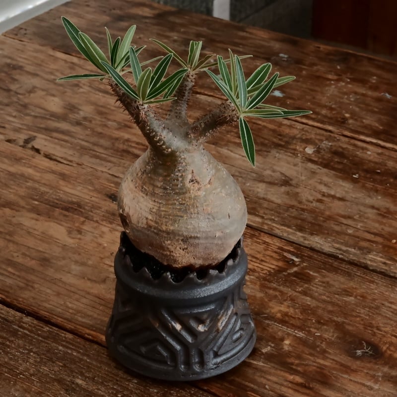 グラキリス現地球　根本峻吾鉢付き 2025年最新】根本峻吾の人気アイテム - メルカリ