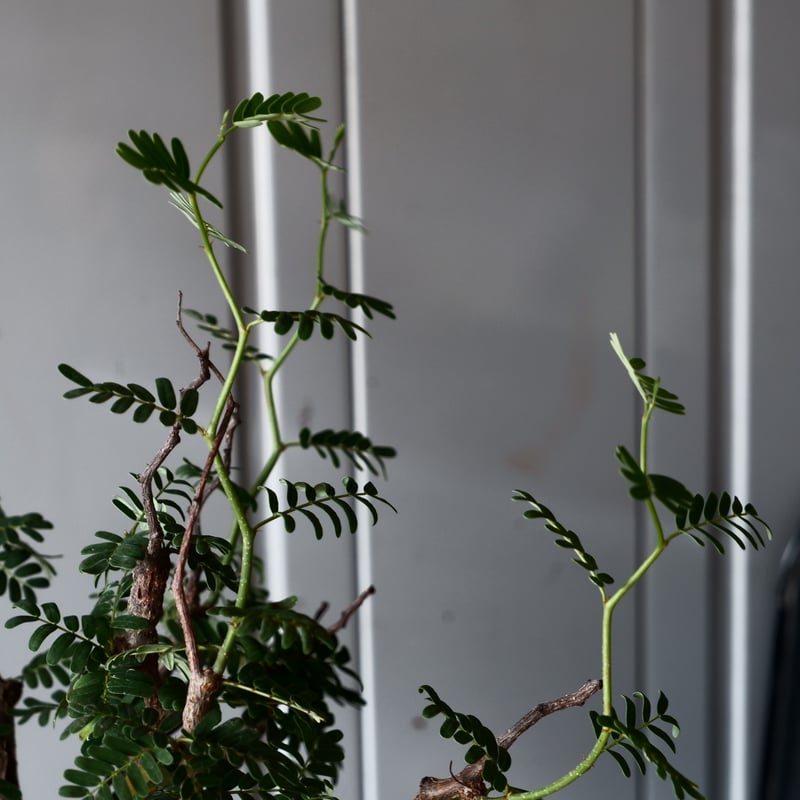 センナ メリディオナリス 輸入株［No.25］ × 坂本新 作【 LUSTER - blac