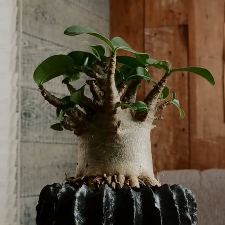 《美形》アデニウム アラビカム " ドワーフ " φ8cm［No.16］  ×  松野然 作 「ZEN」3.5号 植木鉢