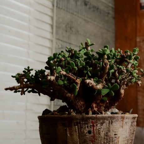 《 size L》ケラリア ピグマエア［No.101］  ×   沼野秀章 作「 刻ム音 」4号 植木鉢 笠間焼