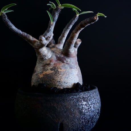 発根済 グラキリス 09  ×  " Black Wrap "［ 作家 : 沼野秀章 ］笠間焼 植木鉢