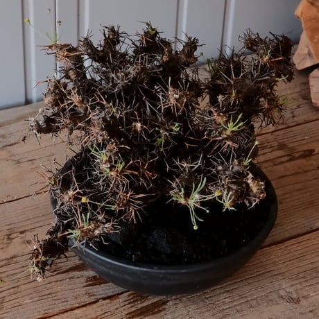 【 大株 】オトンナ ユーフォルビオイデス ［No.89］ ×  8号 浅鉢 植木鉢