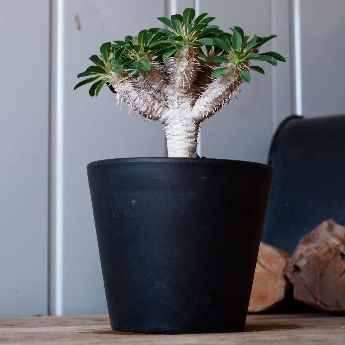 ユーフォルビア ギラウミニアナ 輸入株［No.54］ 4.5号鉢 | Botanical