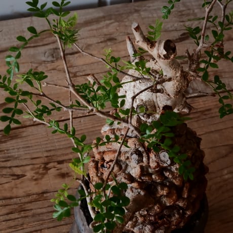 オペルクリカリア パキプス φ 11cm［No.38］  ×   根本峻吾 作 S.N POT type.cylinder「 黒焔 」 4号 植木鉢