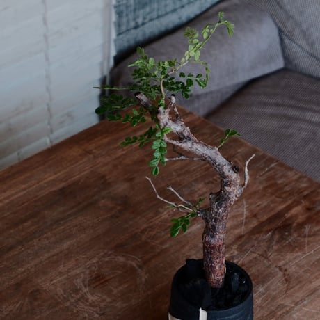 コミフォラ モンストローサ［No.36］  ×  根本峻吾 作 S.N POT type.tall「雷電」3号 植木鉢 笠間焼