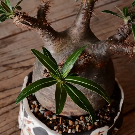 グラキリス φ8.5cm - 象牙宮 -［No.03］  ×   沼野秀章 作「 刻ム音 」3号 植木鉢 笠間焼