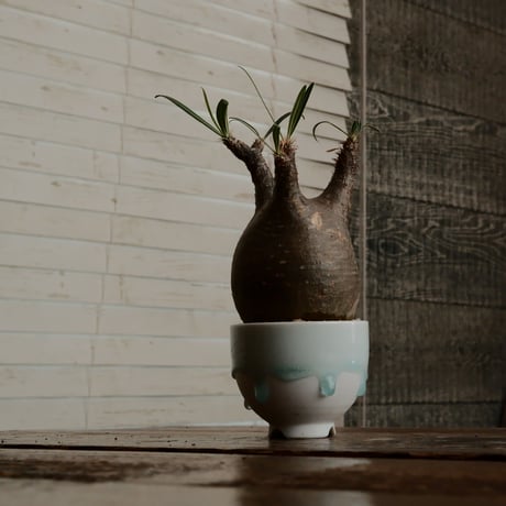 グラキリス - 象牙宮 -［No.131］  ×  小林 哲也 作 「雫」- bowl type - 2.5号 植木鉢