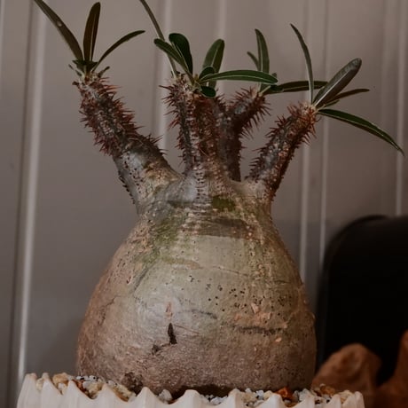 【 φ8.5cm 】グラキリス - 象牙宮 - ［No.244］  × 中野明彦 作 「 KIRIKO」4号 植木鉢 笠間焼