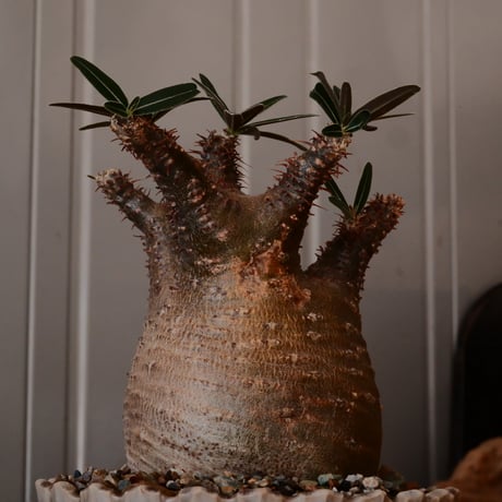 【 φ8.5cm 】グラキリス - 象牙宮 - ［No.249］  × 中野明彦 作 「 KIRIKO」4号 植木鉢 笠間焼