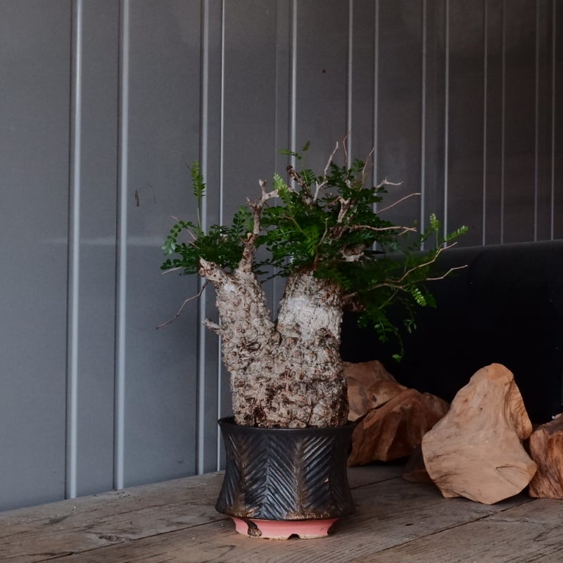 オペルクリカリア パキプス φ 12cm［No.26］ × 杉山悠 作 φ12cm 植木鉢