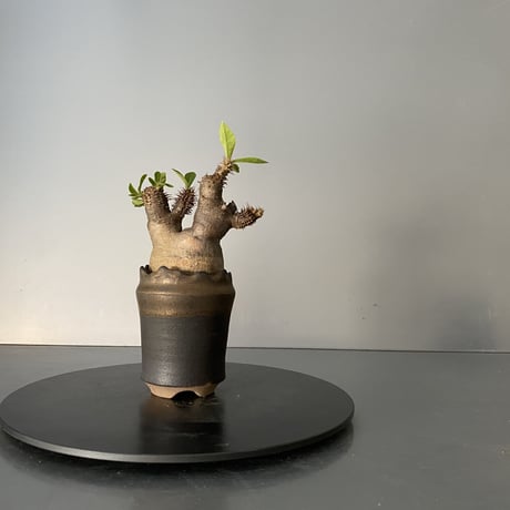 発根済 超チビ マカイエンセ 魔界玉 現地株 BG-135 × S.N.Pot - crown - 2号鉢 ［作家  "根本峻吾"］