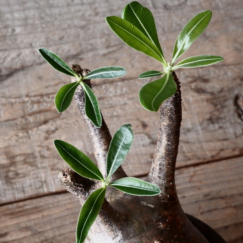 グラキリス φ9.5cm - 象牙宮 - ［No.42］ × 沼野秀章 作「 black