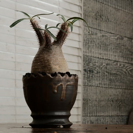 グラキリス φ9cm - 象牙宮 - ［No.74］  ×   根本峻吾 作 S.N POT type.round「 黒焔 - kokuen - 」4号 植木鉢 笠間焼