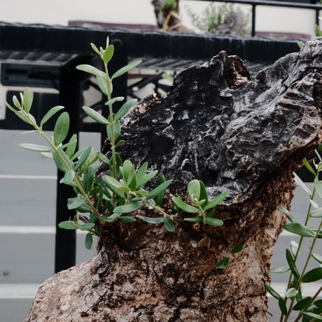 Old Olive 古木オリーブ［No.07］ × 8号鉢(φ25cm)