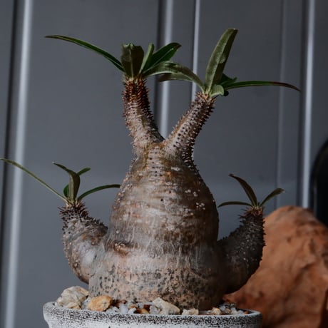 三頭 グラキリス φ8cm  - 象牙宮- ［No.33］  ×   根本峻吾 作 S.N POT type.slim「 月光ノ鐵」3号 植木鉢 笠間焼
