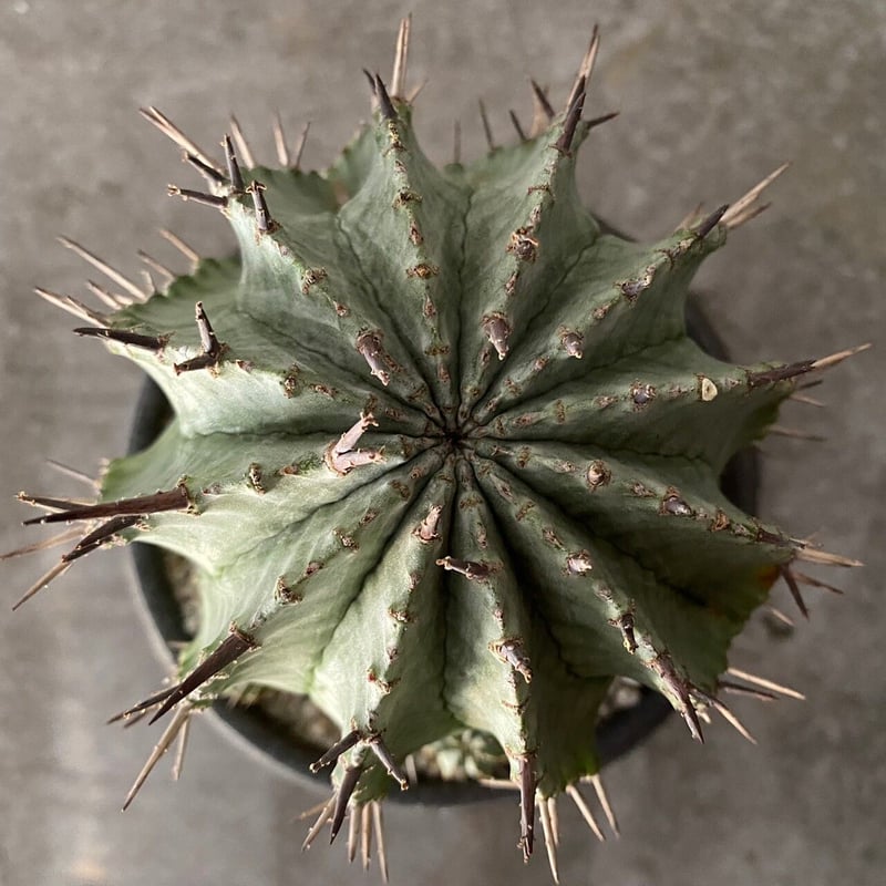 ホリダ マジョール 〈大サイズ〉仔株付 ［ No.08 ］× S.N.Pot 