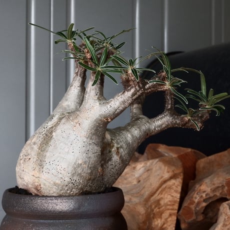 グラキリス φ9cm - 象牙宮 -［No.52］  × 磯部祐介 作「 匣 - kou - 」3号 植木鉢 笠間焼