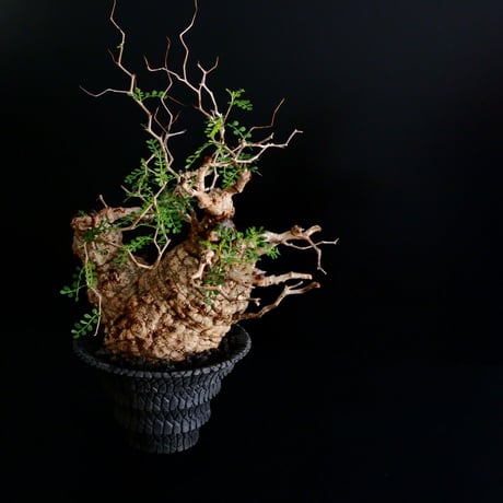 発根済 大型 二股 パキプス 01  ×  " Bark - Cylinder type - " 5号［ 作家 : 沖誠 ］笠間焼 植木鉢