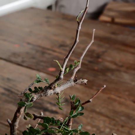 オペルクリカリア パキプス φ8.5cm［No.8］  ×   根本峻吾 作 S.N POT 「 雷電 - raiden - 」3号 植木鉢
