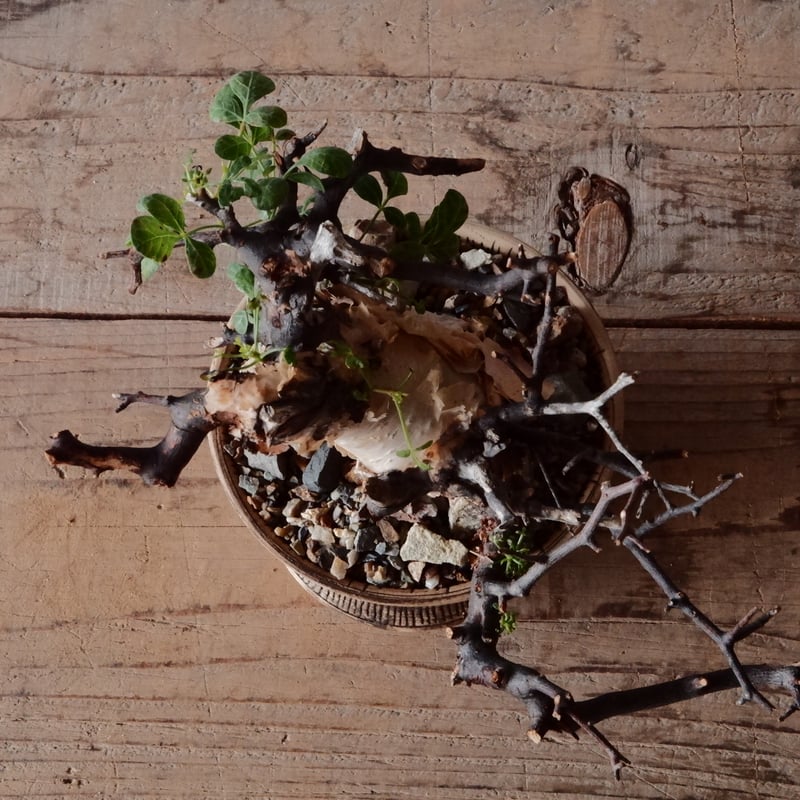 コミフォラ カタフ ピュア［No.09］ × 森田昌求 作【 Abstract Scratc