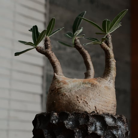 発根済 グラキリス - 象牙宮 - size M［No.210］  ×  松野然 作 「ZEN」3.5号 植木鉢