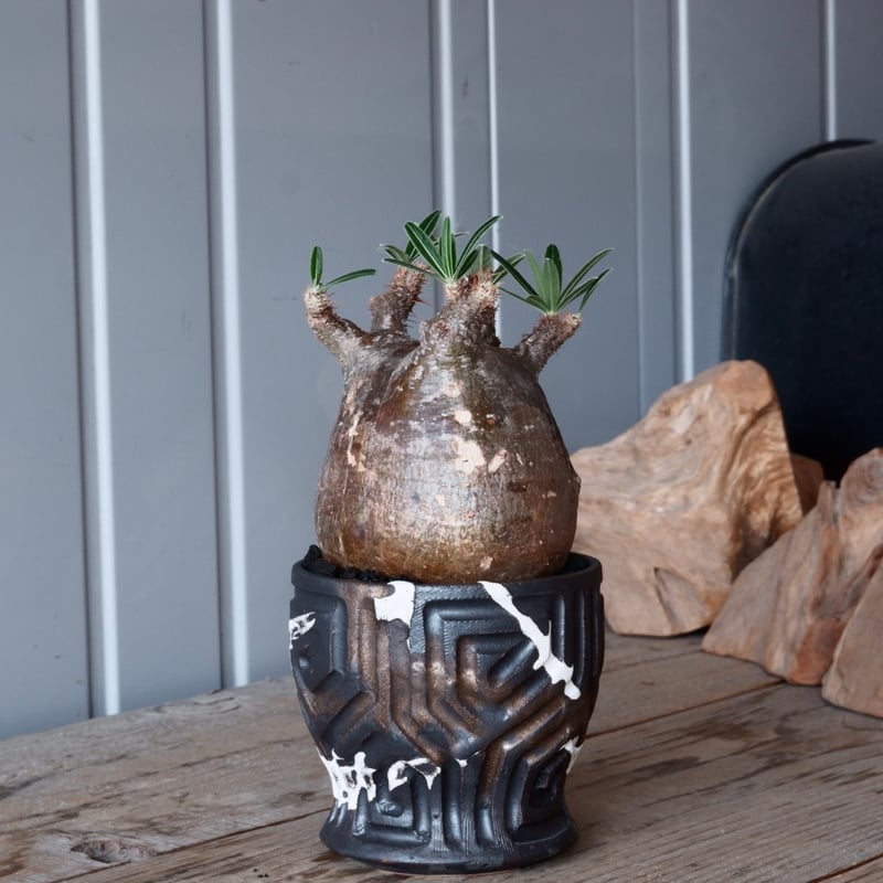 グラキリス 現地球 根本峻吾⁡鉢付き 美株 発根済み 長期管理株 大株