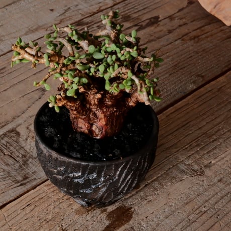 ケラリア ピグマエア［No.77］  × 沼野秀章 作品【  Black Wrap 】3号 植木鉢 笠間焼