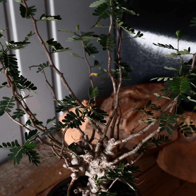 センナ メリディオナリス 輸入株［No.37］ × 松野 然 作 「ZEN」4.5号