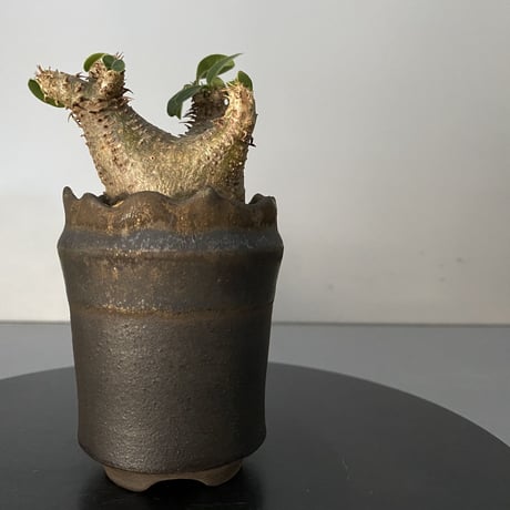 発根済 超チビ マカイエンセ 魔界玉 現地株 BG-137 × S.N.Pot - crown - 2号鉢 ［作家  "根本峻吾"］