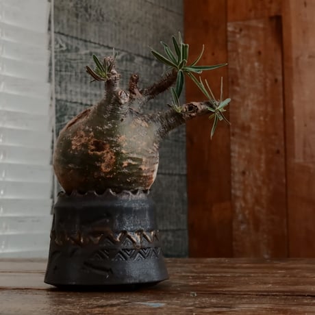 グラキリス - 象牙宮- ［No.171］  ×   根本峻吾 作 S.N POT type.cylinder「 刻印  - kokuin -」3号 植木鉢 笠間焼