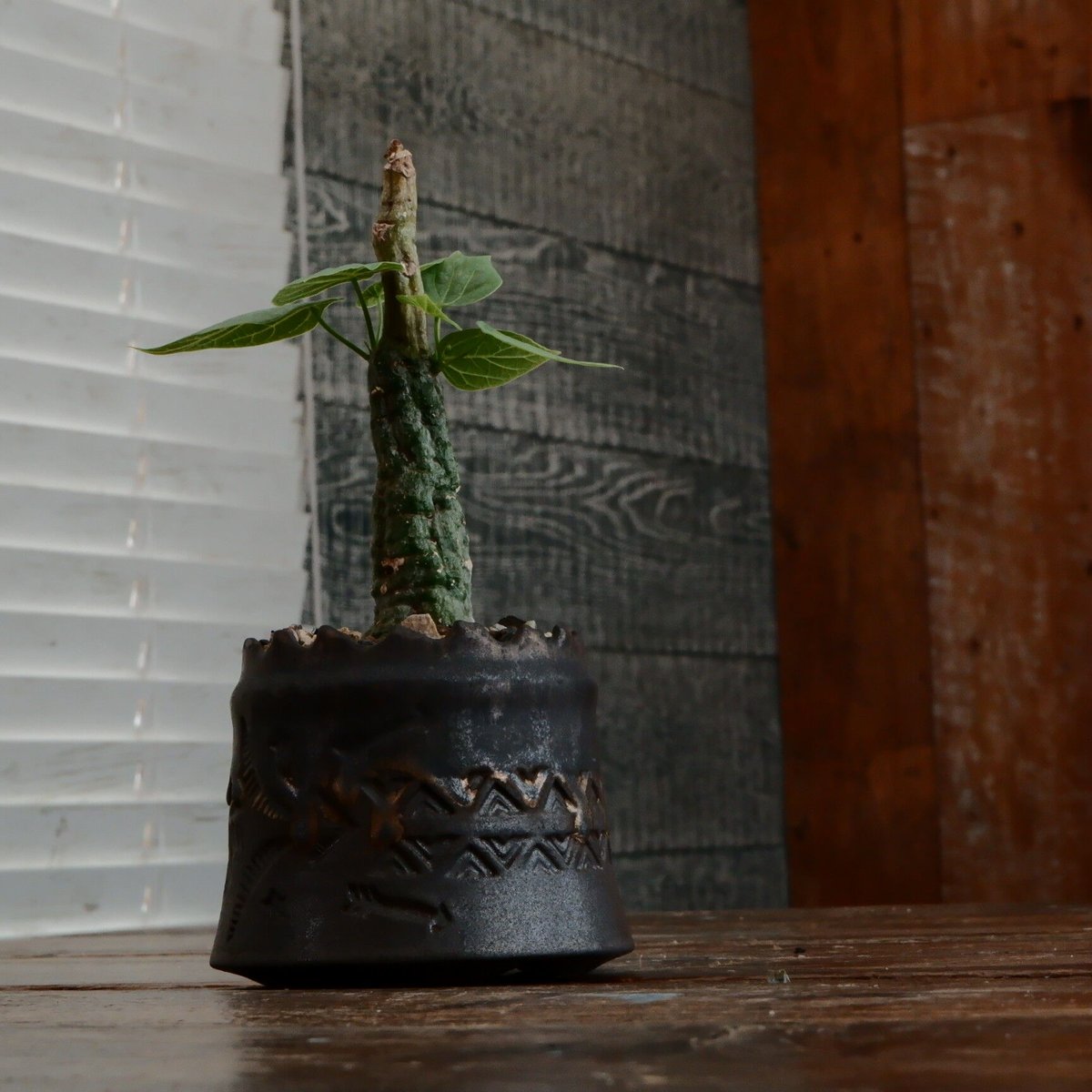 k*u様 アデニア　クリスタルグリーン　発根済み　陶器鉢セット k*u様 アデニア クリスタルグリーン 発根済み 陶器鉢セット k*u様