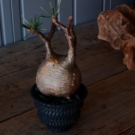 グラキリス φ10cm - 象牙宮 -［No.222］  × 沖誠 作「 Bark / round 」 3号 植木鉢 笠間焼
